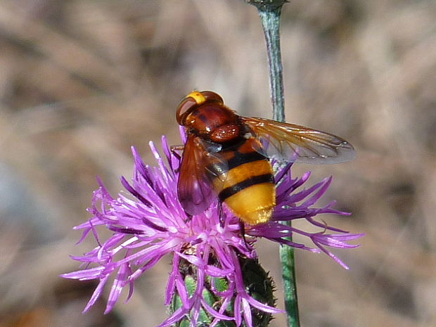 pestrica sršnovitá Volucella zonaria