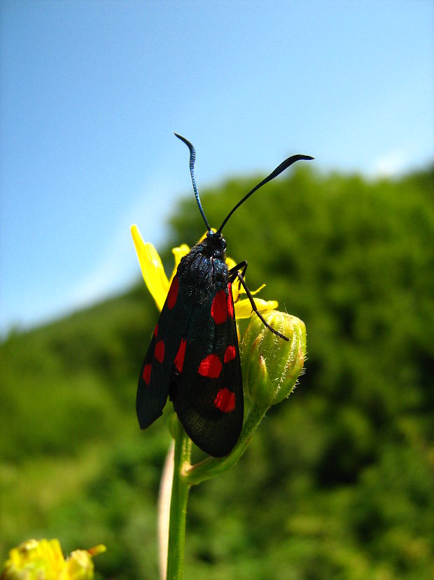 vretienka ľadencová  Zygaena lonicerae