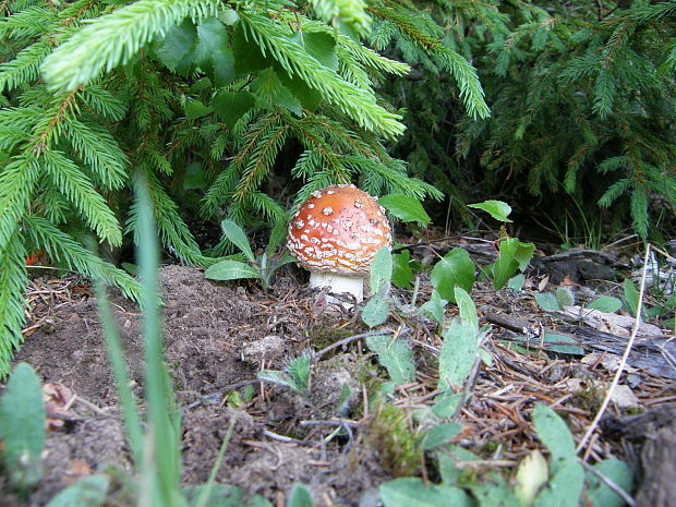 muchotrávka červená Amanita muscaria (L.) Lam.