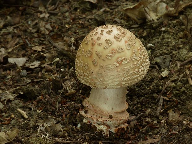 muchotrávka červenkastá Amanita rubescens Pers.