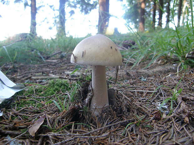 muchotrávka pošvatá Amanita vaginata (Bull.) Lam.