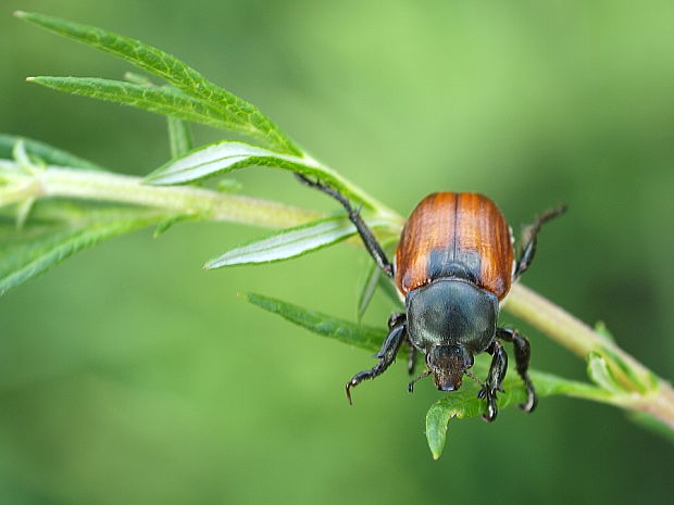 chrústovec pšeničný Anisoplia austriaca