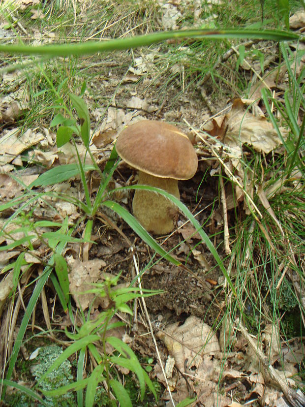 hríb dubový Boletus reticulatus Schaeff.