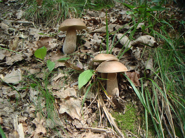 hríb dubový Boletus reticulatus Schaeff.