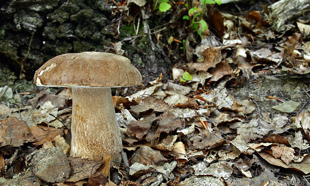 hríb dubový Boletus reticulatus Schaeff.