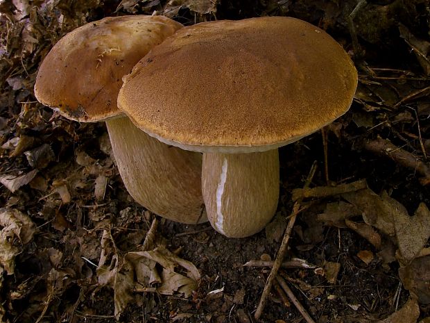 hríb dubový Boletus reticulatus Schaeff.