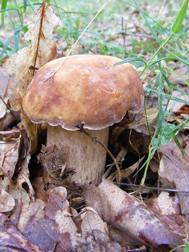 hríb dubový Boletus reticulatus Schaeff.