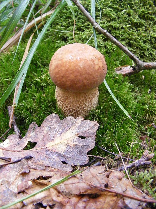 hríb dubový Boletus reticulatus Schaeff.