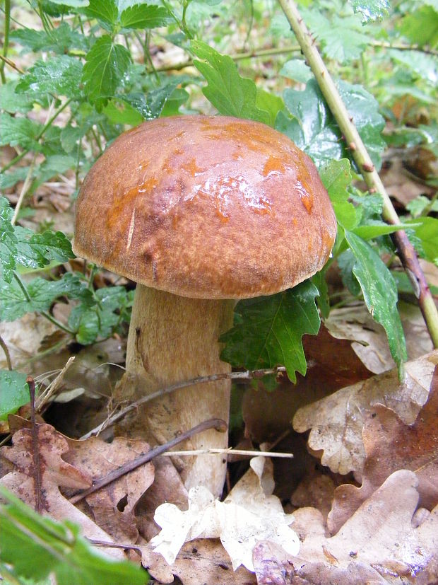 hríb dubový Boletus reticulatus Schaeff.