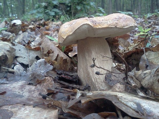 hríb dubový Boletus reticulatus Schaeff.