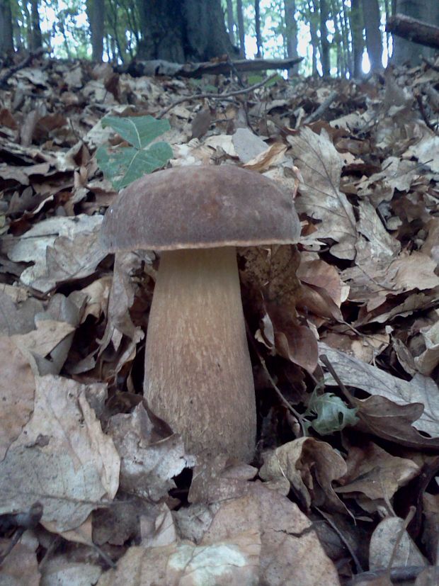 hríb dubový Boletus reticulatus Schaeff.