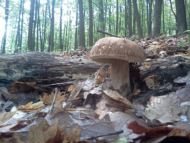 hríb dubový Boletus reticulatus Schaeff.