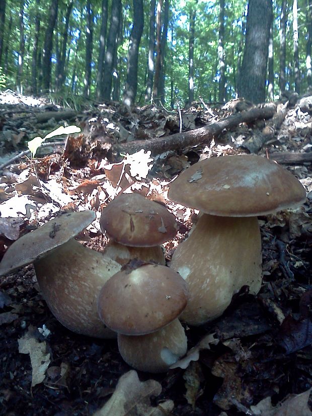 hríb dubový Boletus reticulatus Schaeff.