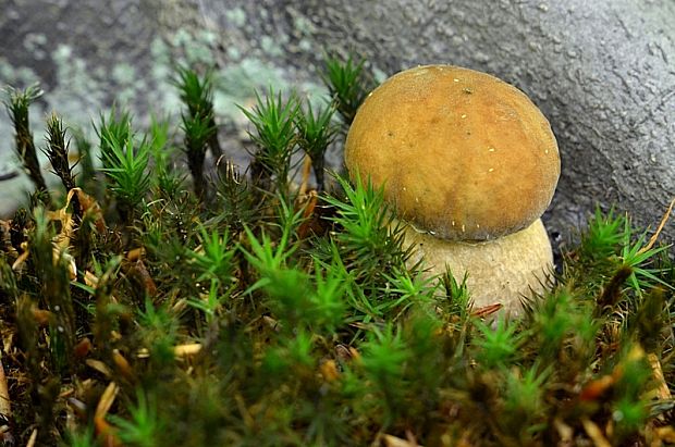 hríb dubový Boletus reticulatus Schaeff.