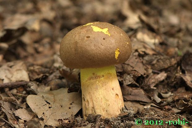 hríb príveskatý Butyriboletus appendiculatus (Schaeff. ex Fr.) Secr.