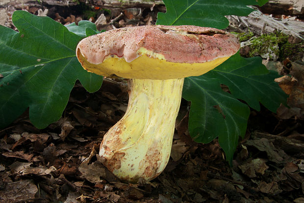 hríb kráľovský Butyriboletus regius (Krombh.) D. Arora & J.L. Frank