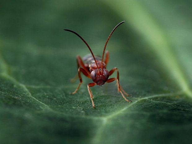 lumčíkovité Campopleginae sp.