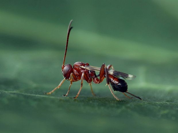 lumčíkovité Campopleginae sp.