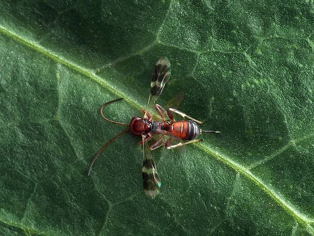 lumčíkovité Campopleginae sp.