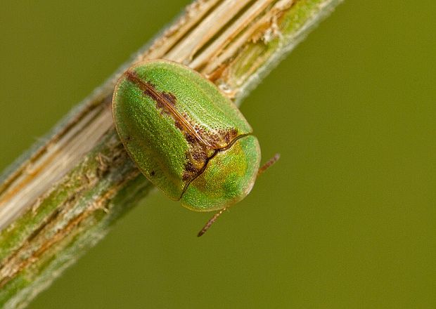 štítnatec Cassida pannonica