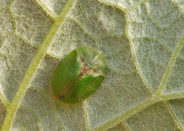 Cassida rubiginosa