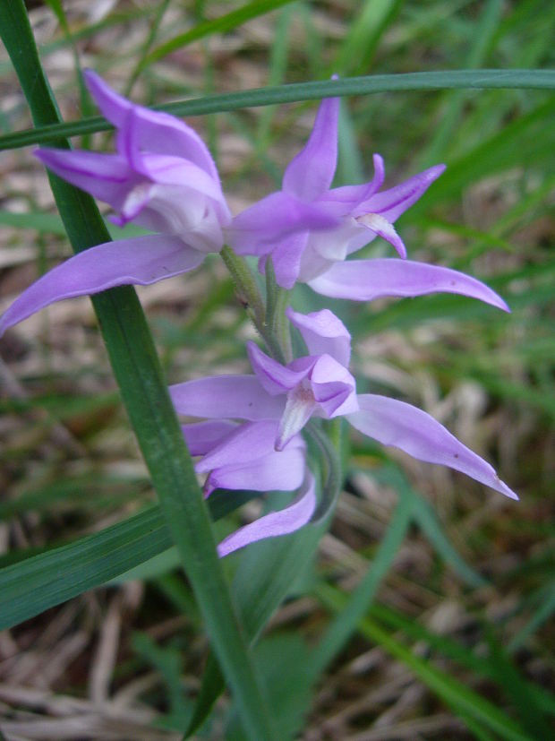 prilbovka červená Cephalanthera rubra (L.) Rich.