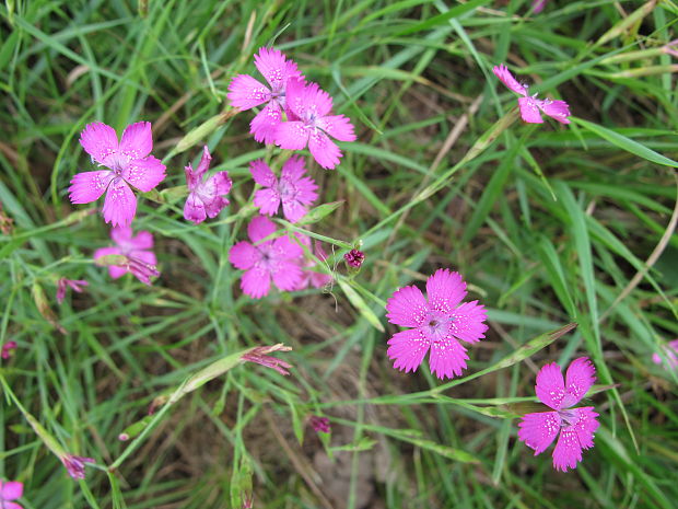 klinček slzičkový Dianthus deltoides L.