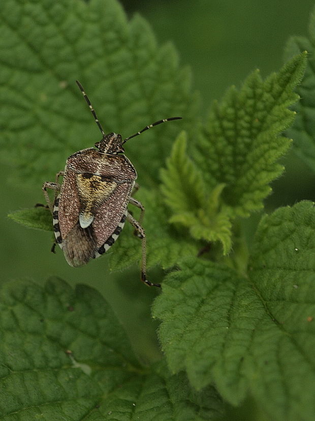 bzdocha obyčajná Dolycoris baccarum