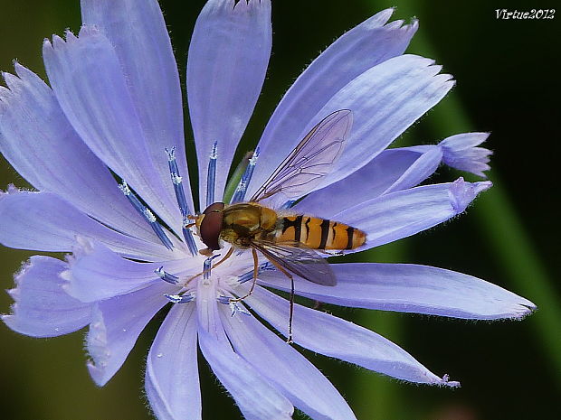 pestrica pruhovaná Episyrphus baltheatus