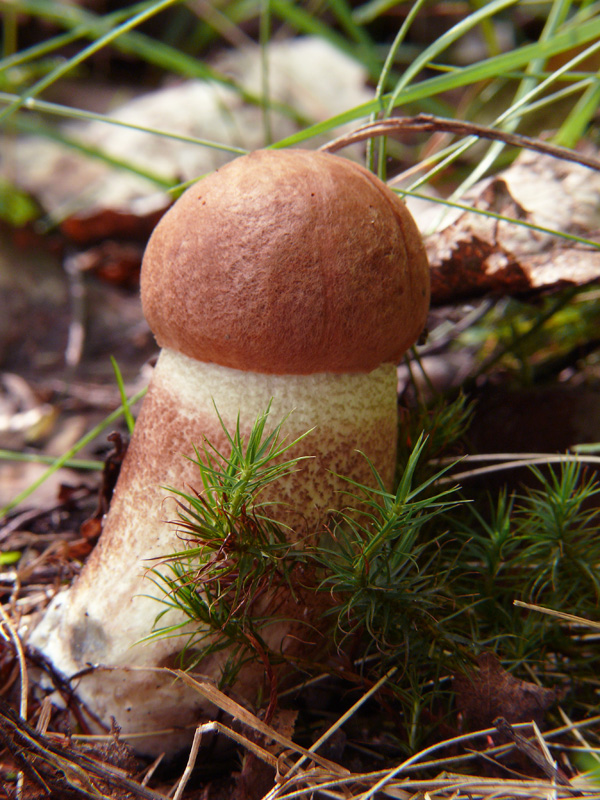 kozák dubový Leccinum aurantiacum (Bull.) Gray