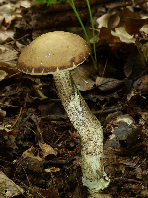 kozák hrabový Leccinum pseudoscabrum (Kallenb.) Šutara