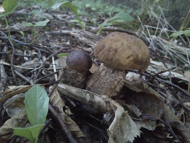 kozák hrabový Leccinum pseudoscabrum (Kallenb.) Šutara