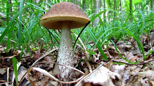 kozák hrabový Leccinum pseudoscabrum (Kallenb.) Šutara