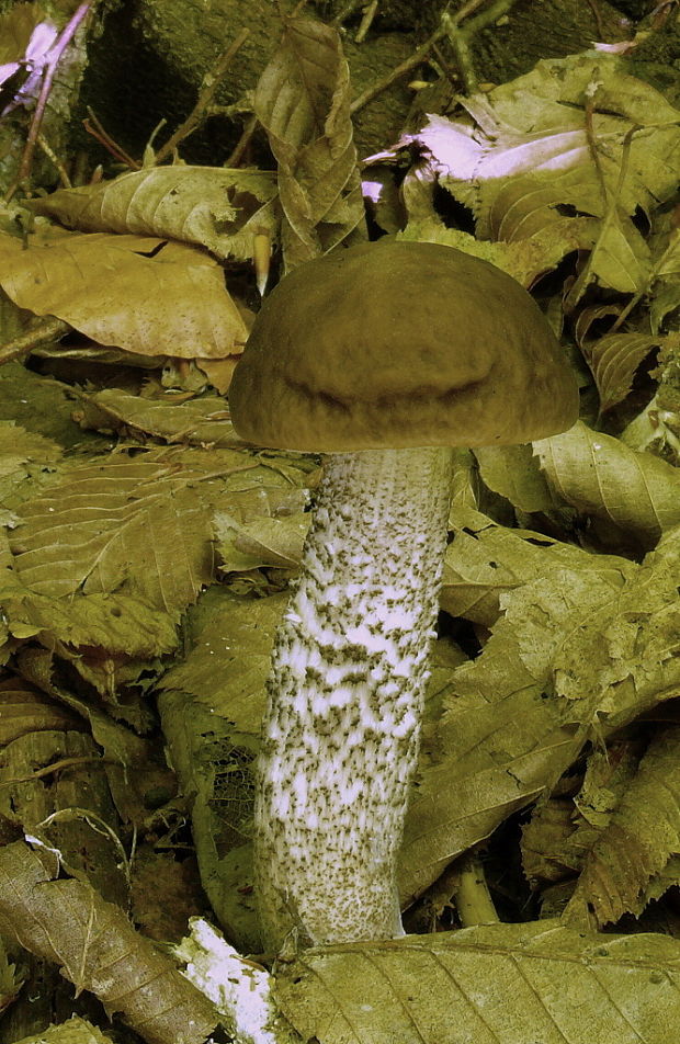 kozák hrabový Leccinum pseudoscabrum (Kallenb.) Šutara