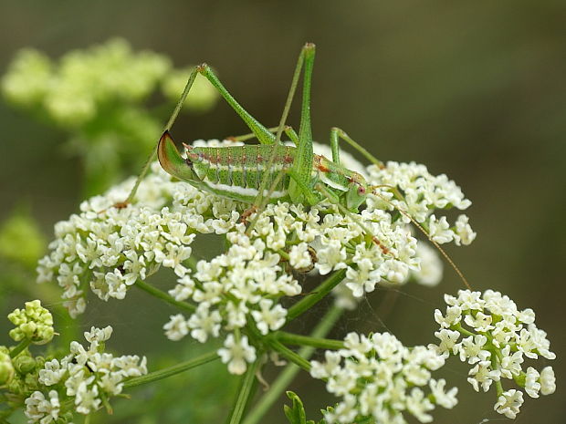 kobylka bielopása Leptophyes albovittata