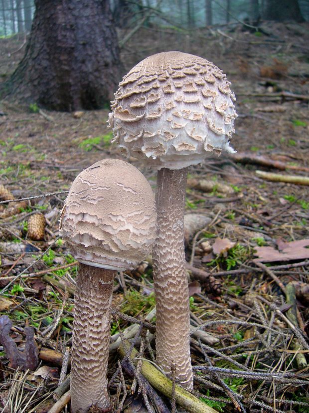 bedľa vysoká Macrolepiota procera (Scop.) Singer