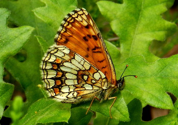 hnedáčik skorocelový Melitaea athalia