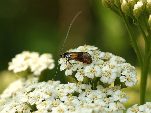 adéla marulková Nemophora fasciella