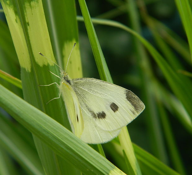 mlynárik repový Pieris rapae