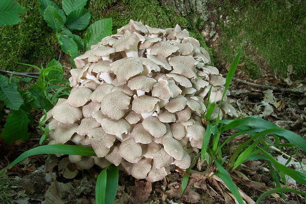 trúdnik klobúčkatý Polyporus umbellatus (Pers.) Fr.