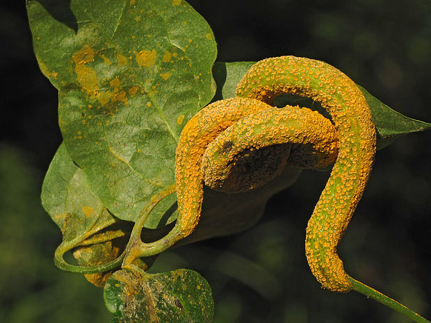 hrdza Puccinia sp.