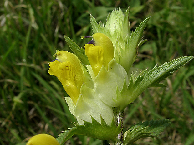 štrkáč neskorý Rhinanthus serotinus (Schönh.) Oborny