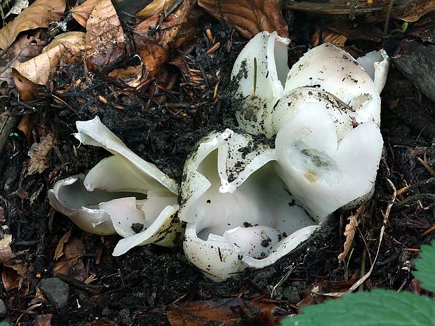 tulipánovka fialová Sarcosphaera coronaria (Jacq.) J. Schröt.