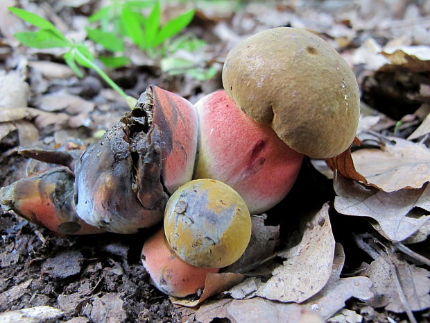 hríb zrnitohlubikovy Sutorius luridiformis (Rostk.) G. Wu & Zhu L. Yang