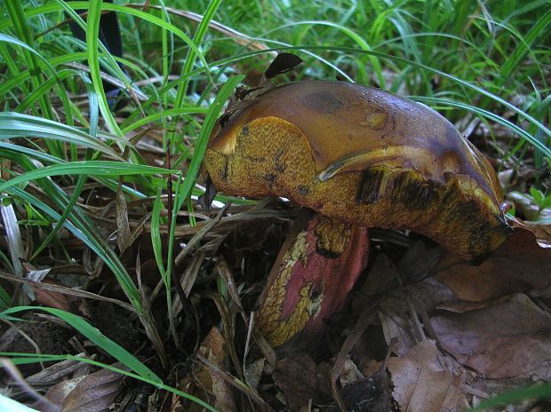 hríb zrnitohlúbikový Sutorius luridiformis (Rostk.) G. Wu & Zhu L. Yang