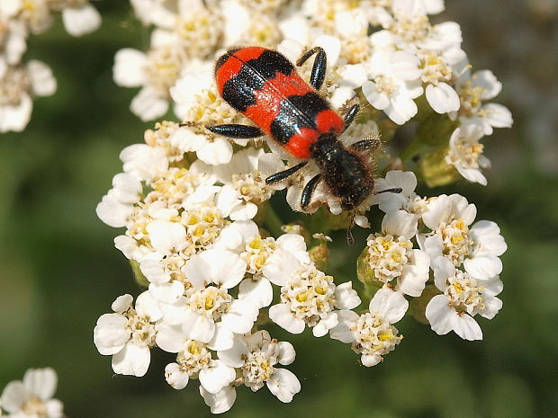 pestroš včelí Trichodes apiarius