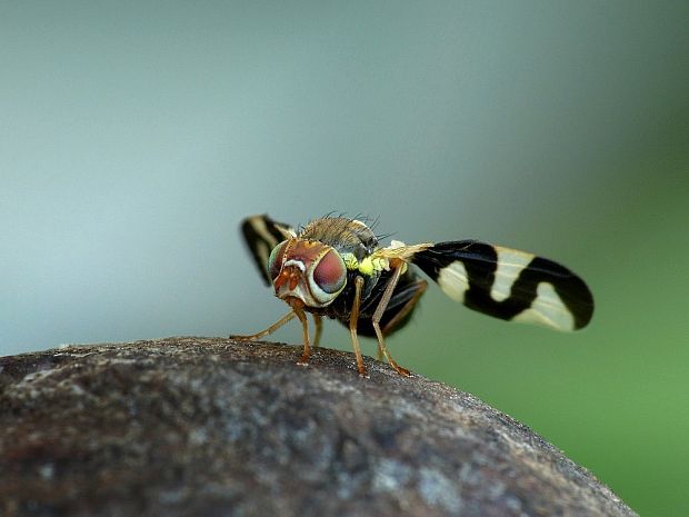 vrtivka bodliaková Urophora cardui Linnaeus, 1758