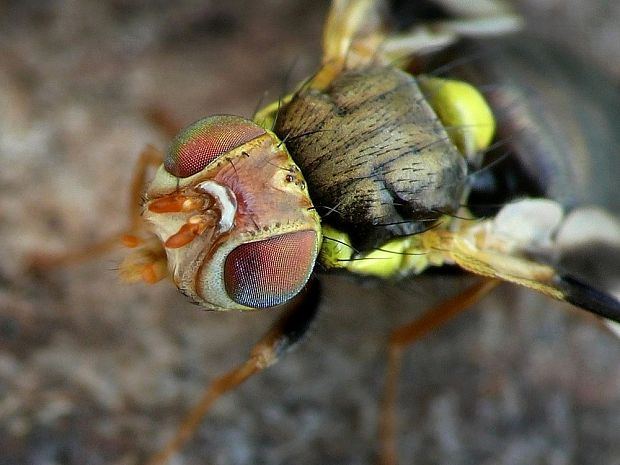 vrtivka bodliaková Urophora cardui Linnaeus, 1758