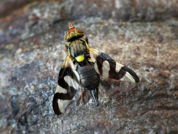 vrtivka bodliaková Urophora cardui Linnaeus, 1758