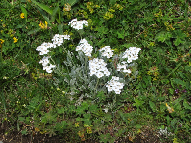 rebríček Achillea clavennae L.